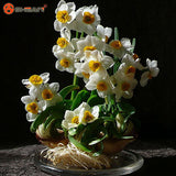 Variety of Aquatic Flower Seeds