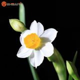 Variety of Aquatic Flower Seeds