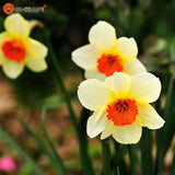 Variety of Aquatic Flower Seeds
