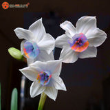 Variety of Aquatic Flower Seeds