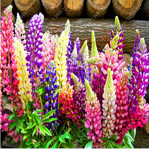 Lupine Flower Seeds