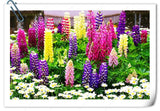 Lupine Flower Seeds