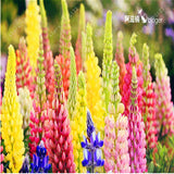 Lupine Flower Seeds