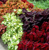 Coleus Mix Flower Seeds