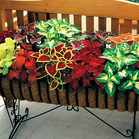 Coleus Mix Flower Seeds