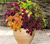 Coleus Mix Flower Seeds