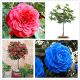 Asian Camellia Flower Seeds