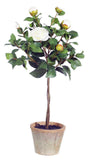 Asian Camellia Flower Seeds