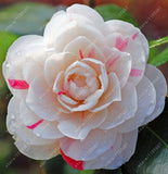 Asian Camellia Flower Seeds