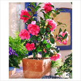 Asian Camellia Flower Seeds