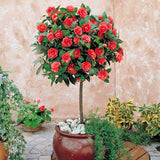 Asian Camellia Flower Seeds