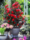 Asian Camellia Flower Seeds