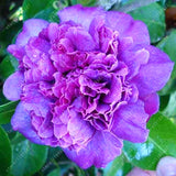Asian Camellia Flower Seeds