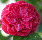 Asian Camellia Flower Seeds