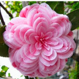Asian Camellia Flower Seeds