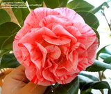 Asian Camellia Flower Seeds
