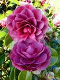 Asian Camellia Flower Seeds