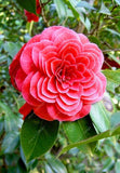 Asian Camellia Flower Seeds
