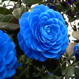 Asian Camellia Flower Seeds
