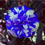 Asian Camellia Flower Seeds