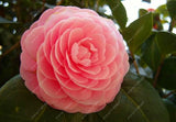 Asian Camellia Flower Seeds