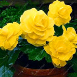 Asian Camellia Flower Seeds