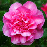 Asian Camellia Flower Seeds
