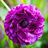 Asian Camellia Flower Seeds